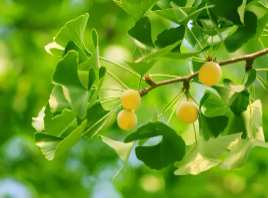 吃银杏果能降压降脂？戏不大