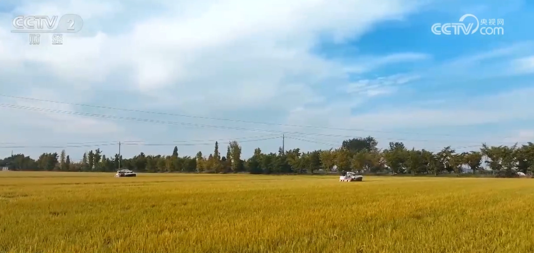 水稻秋收忙、果园飘香、海鲜满舱 金秋“丰”景美如画展现万千气象 第 1 张