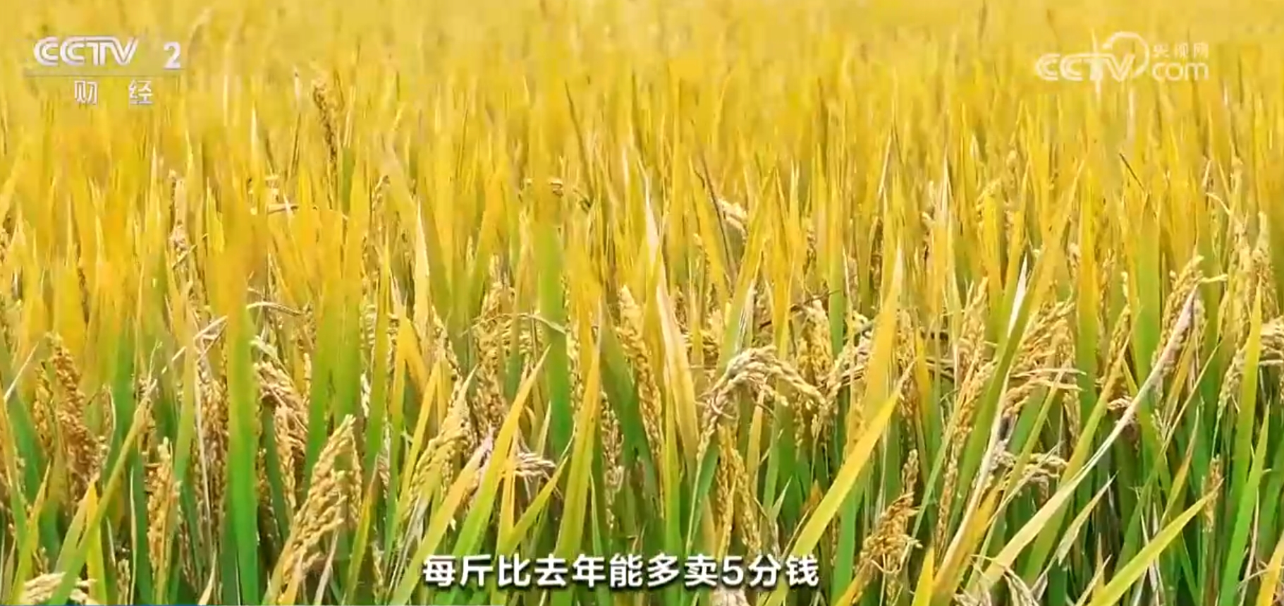 水稻秋收忙、果园飘香、海鲜满舱 金秋“丰”景美如画展现万千气象 第 2 张