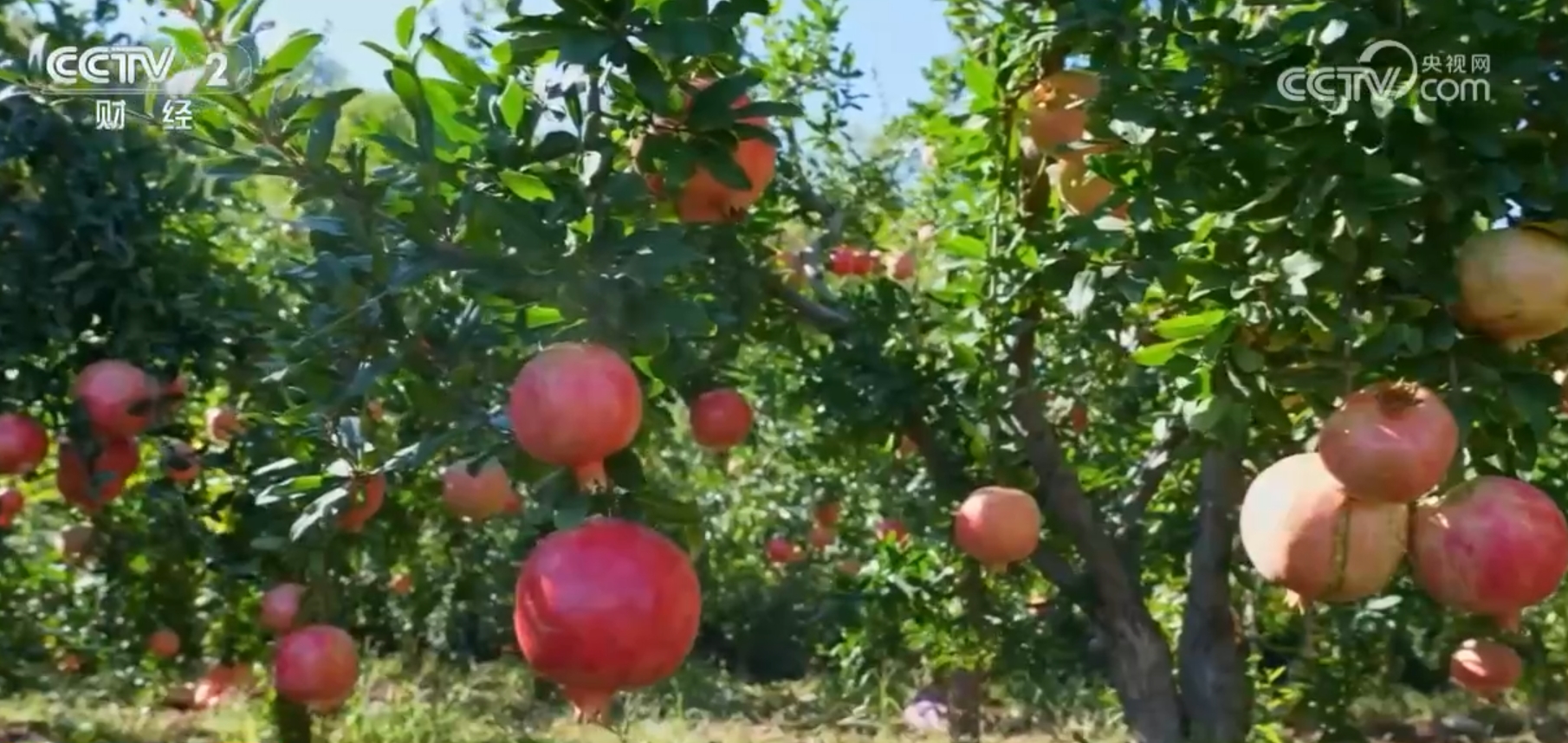 水稻秋收忙、果园飘香、海鲜满舱 金秋“丰”景美如画展现万千气象 第 3 张