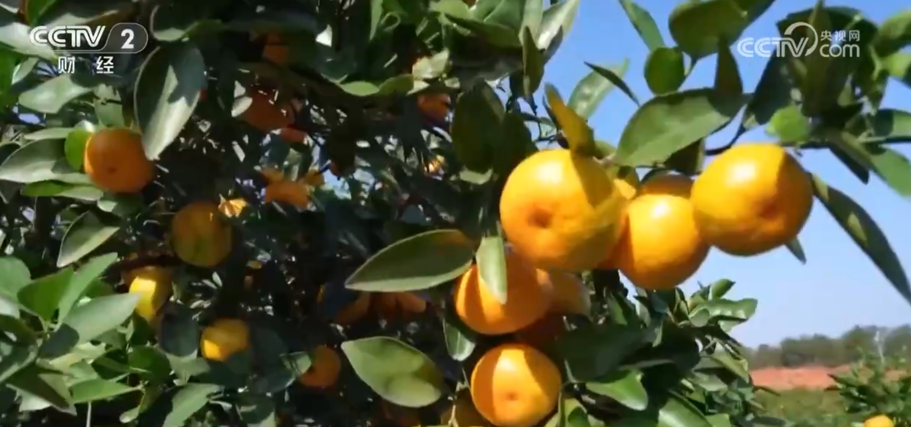 水稻秋收忙、果园飘香、海鲜满舱 金秋“丰”景美如画展现万千气象 第 4 张