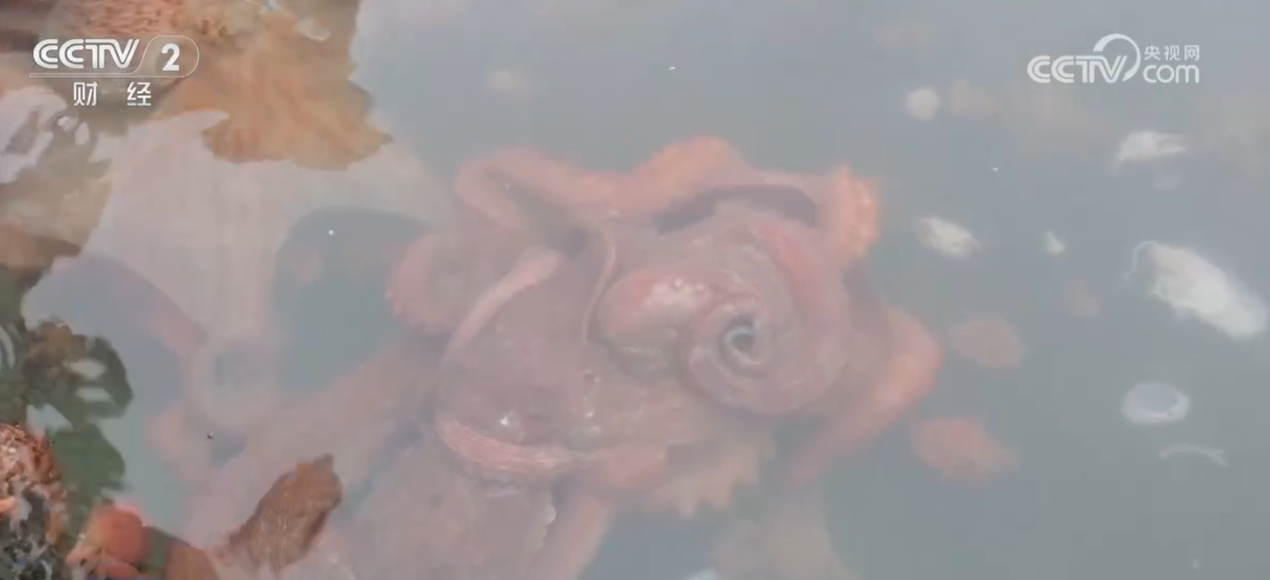 水稻秋收忙、果园飘香、海鲜满舱 金秋“丰”景美如画展现万千气象 第 6 张