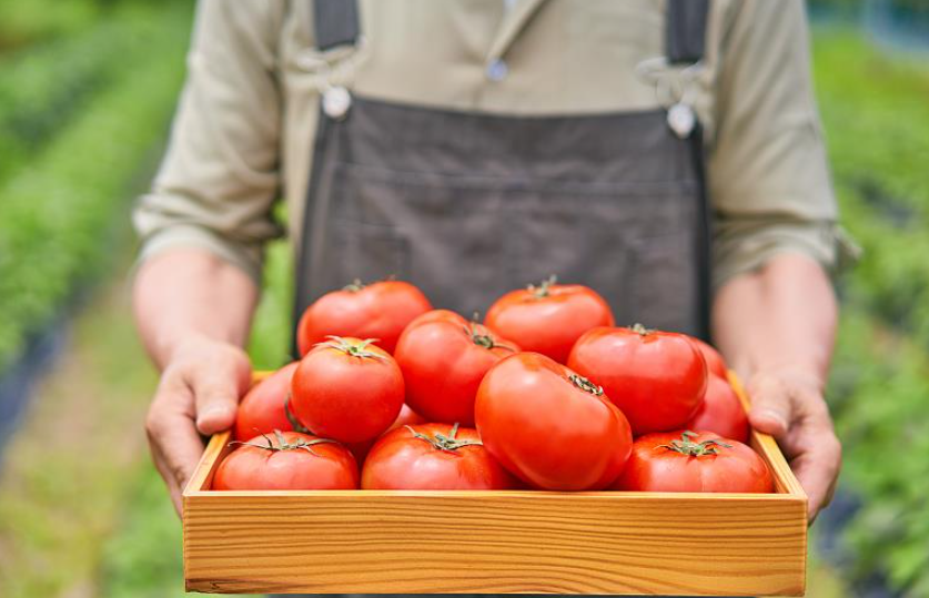 为什么西红柿不如小时候好吃了?解码食物风味变迁玄机 第 1 张 为什么西红柿不如小时候好吃了?解码食物风味变迁玄机 第 1 张