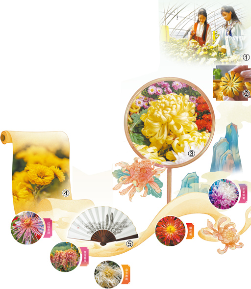 花开傲霜枝 菊色满晋阳 第 2 张