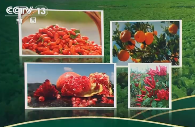 从“胶州大白菜”看地理标志保护,这些坑千万别踩! 第 1 张 从“胶州大白菜”看地理标志保护,这些坑千万别踩! 第 1 张