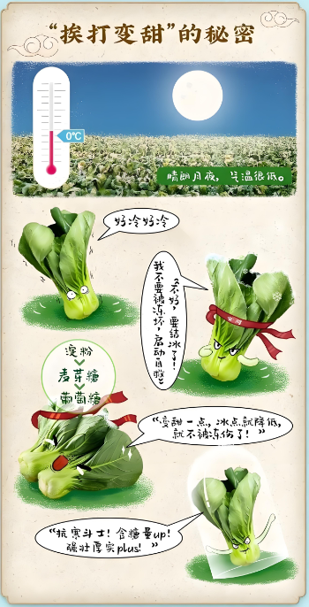 商家套路还是时令美味？冬日霜打菜大起底