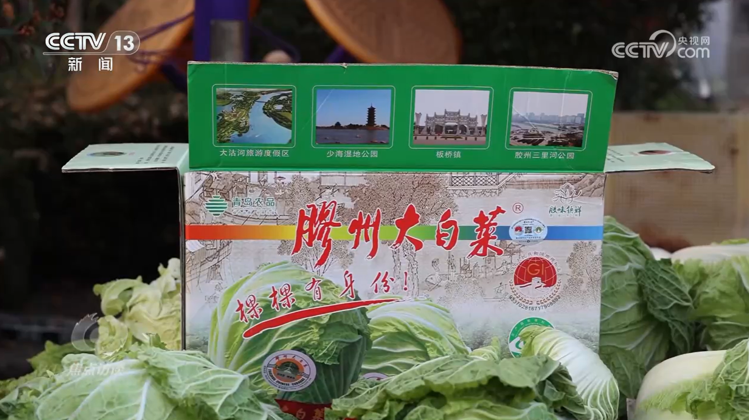 从“胶州大白菜”看地理标志保护,这些坑千万别踩! 第 3 张 从“胶州大白菜”看地理标志保护,这些坑千万别踩! 第 3 张