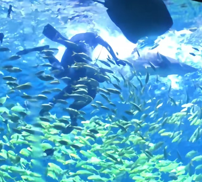 游客“海洋王国”体验项目遭鲨鱼咬伤头部,责任谁担? 游客“海洋王国”体验项目遭鲨鱼咬伤头部,责任谁担?