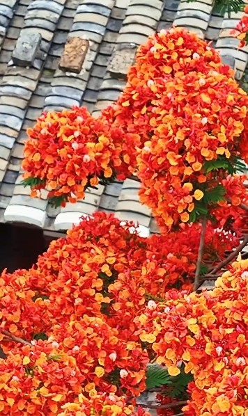 近日，福建长乐千年和平街的凤凰花如期盛放，火红花海与白墙黛瓦相映，古雅与热烈撞个满怀，把这条“千年府第街”晕染成最动人的夏日画卷。