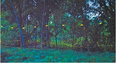 中国科学院西双版纳热带植物园 夏夜萤火虫迎来最佳观赏期 第 1 张 中国科学院西双版纳热带植物园 夏夜萤火虫迎来最佳观赏期 第 1 张