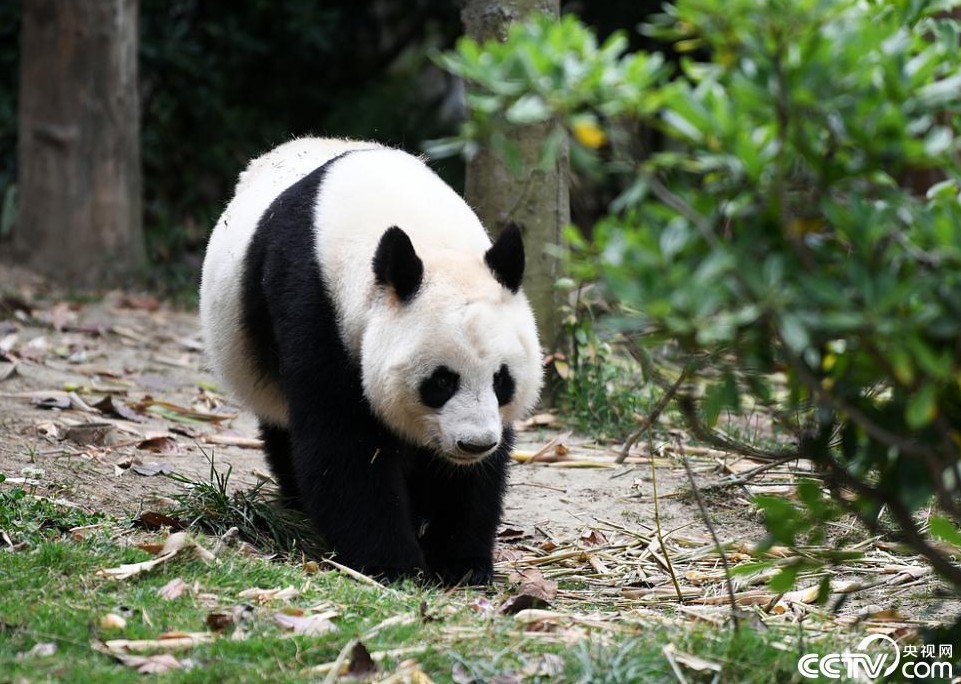 成都：大熊猫玩水爬树乐享初夏清凉 第 4 张