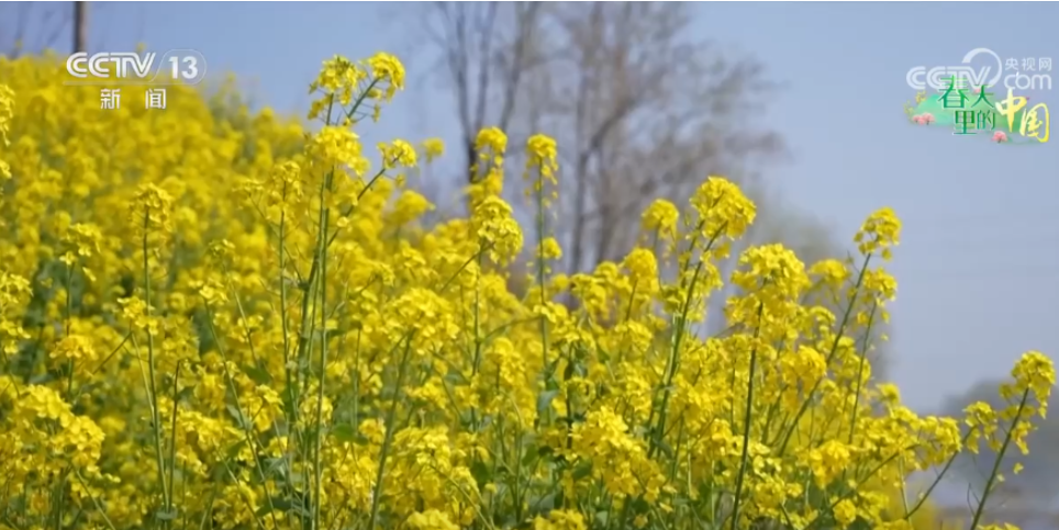 从“种田地”到“种风景” “花样经济”新业态奏响乡村振兴“春日曲” 第 1 张