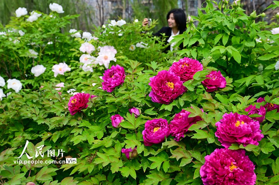 河南洛阳：牡丹花开 第 2 张