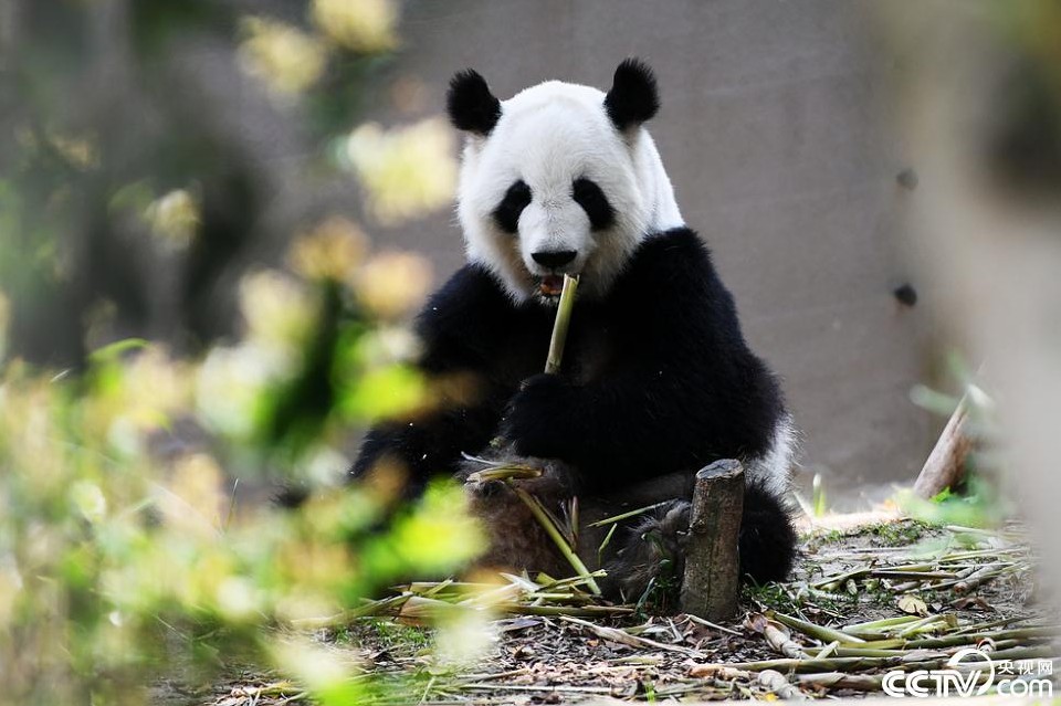 成都：大熊猫玩水爬树乐享初夏清凉 第 2 张