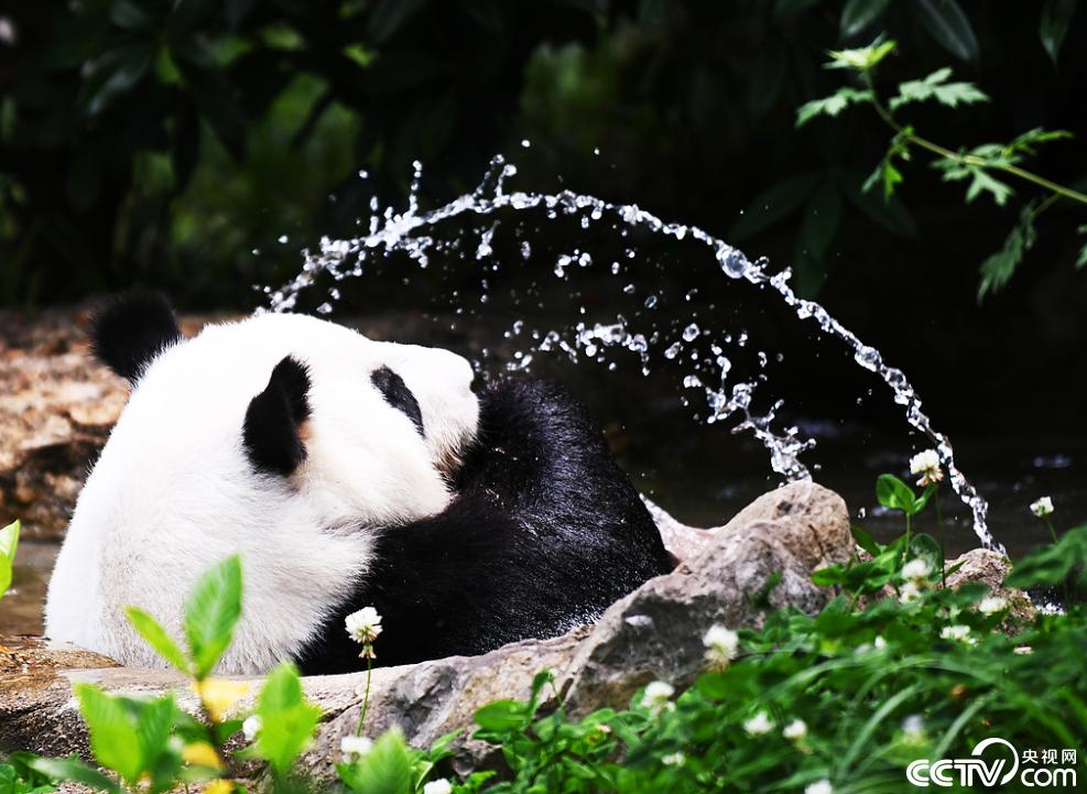 成都：大熊猫玩水爬树乐享初夏清凉 第 1 张