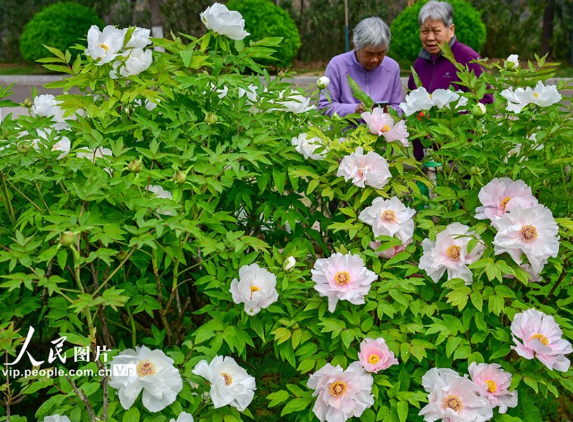 河南洛阳：牡丹花开 第 3 张