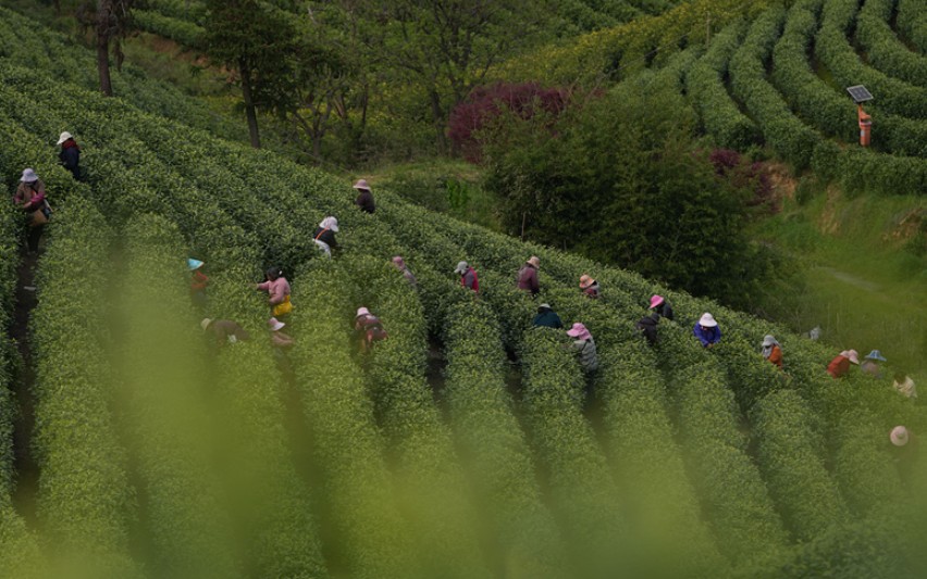 一叶茶香 四重深意 第 5 张