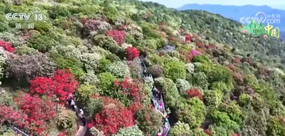 从“种田地”到“种风景” “花样经济”新业态奏响乡村振兴“春日曲” 第 4 张