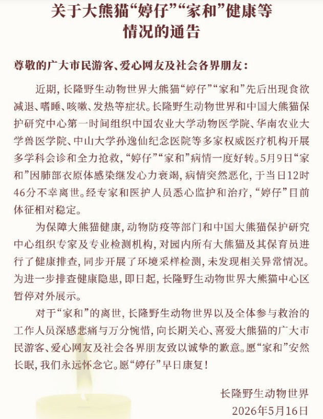 长隆通报熊猫健康情况 长隆通报熊猫健康情况