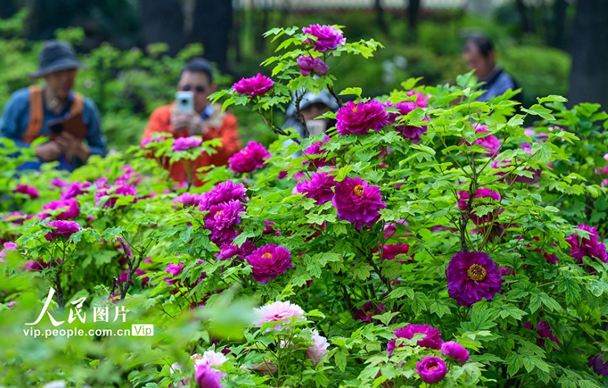河南洛阳：牡丹花开 第 4 张