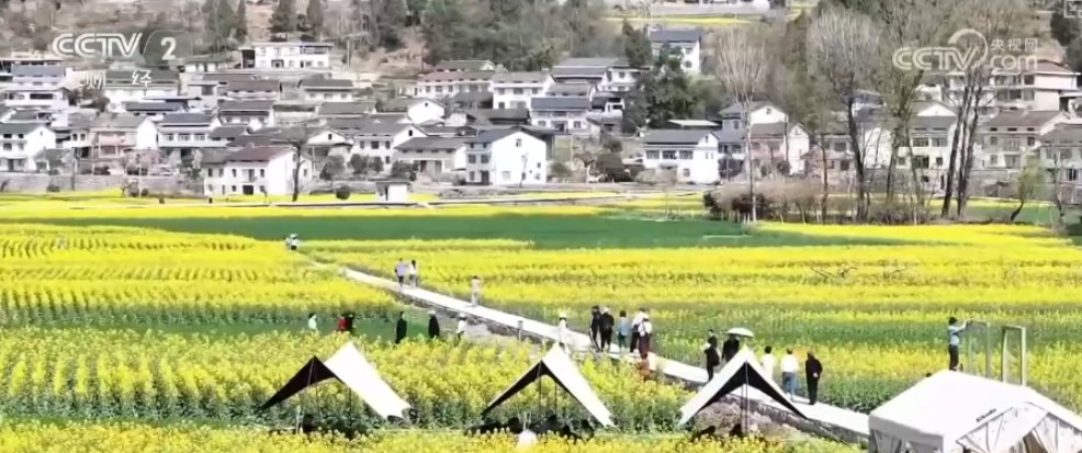 春日花海成为“增收田” 以花为“媒”引客来助力乡村产业发展